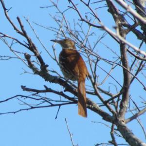 Brown thrashers are closely related to mockingbirds and are also excellent mimics. (Photo courtesy of Jeff Wells)