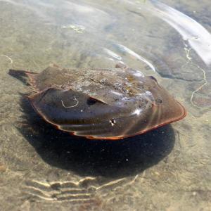 The data on horseshoe crabs collected by volunteers contribute to our understanding of these fascinating prehistoric animals and are an indicator of the health of the estuary. Courtesy of Kris Christine The data on horseshoe crabs collected by volunteers contribute to our understanding of these fascinating prehistoric animals and are an indicator of the health of the estuary. Courtesy of Kris Christine
