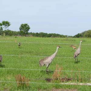 Some Florida sandhill cranes have become accustomed to humans and allow closer approach, though it's best to keep a respectful distance. (Photo courtesy of Jeff Wells)
