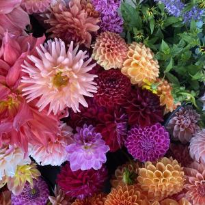 A bunch of dahlias. Courtesy of Veggies to Table
