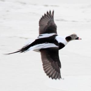 The long tail trails behind on this male long-tailed duck, a feature presumably important in the selection of a mate by the females. (Photo by Dominic Sherony, courtesy of Wikimedia Commons.)