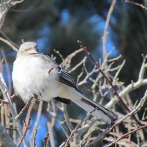 The authors once recorded a northern mockingbird that imitated not only bird songs but also a car alarm and sirens! (Photo courtesy of Allison Wells) 