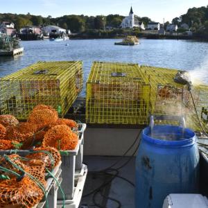 Hauling lobsters on a cool Boothbay Harbor morning. FRITZ FREUDENBERGER/Boothbay Register