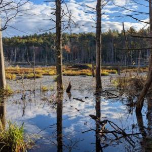 One of several large beaver meadows at Deer Meadow Brook Preserve. Courtesy of Coastal Rivers