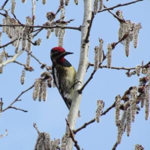 The authors were surprised to hear a yellow-bellied sapsucker drumming recently in their in-town neighborhood, where they've only seen or heard them a few times over the last 20 years. Courtesy of Jeff Wells The authors were surprised to hear a yellow-bellied sapsucker drumming recently in their in-town neighborhood, where they've only seen or heard them a few times over the last 20 years. Courtesy of Jeff Wells