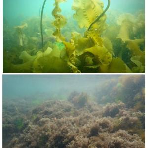 Dive images show the habitat differences between a kelp-dominated reef (top) and a turf-dominated reef (bottom). Courtesy of Shane Farrell Dive images show the habitat differences between a kelp-dominated reef (top) compared to a turf-dominated reef (bottom). Researchers documented how kelp forests along large swaths of the Maine coast have collapsed and turf algae has proliferated in their absence. Courtesy Shane Farrell