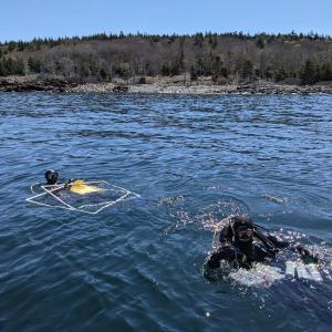 UMaine PhD researchers, Shane Farrell and Dara Yiu dive off of Allen Island, Maine. Researchers involved in the study spent several months completing reef surveys to document kelp forest loss along the Maine coast and collect samples for chemical analysis. Photo by Rene Francolini