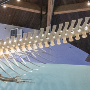 Be sure to see the 26-foot minke whale skeleton that hangs from the ceiling. Photo from Aquarium website