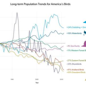 The 2025 State of the Birds report, like thousands of other reports and publications, would not have been possible without results from the Breeding Birds Survey. (Courtesy Cornell Lab of Ornithology)