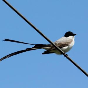 Fork-tailed flycatchers are quite unmistakable, looking a bit like an eastern kingbird but with a gray back and an elegant, very long tail. These photos were taken in Uruguay where the species breeds. Courtesy of Dominic Sherony, courtesy of Wikimedia Commons Fork-tailed flycatchers are quite unmistakable, looking a bit like an eastern kingbird but with a gray back and an elegant, very long tail. These photos were taken in Uruguay where the species breeds. Courtesy of Dominic Sherony, courtesy of Wikimedia Commons