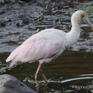Pink birds don't occur in Maine often, but as of this writing, a roseate spoonbill is making a showing in Cutler, in Downeast Maine, about 1,200 miles from its breeding grounds in South Florida and along the Gulf Coast of Texas to western Louisiana. (Photo courtesy of Ethan Whitaker)