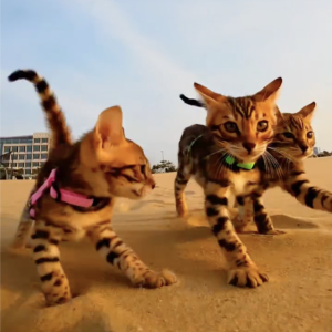 Don't miss this year's CatVideoFest opening at the Lincoln Theater Aug. 9! Courtesy of the venue