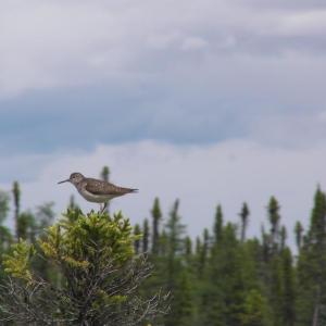 On the breeding grounds in the Boreal Forest region of Canada and Alaska, the solitary sandpiper can be found in and near peatlands and shores of lakes and ponds. The bird in this photograph certainly had a nest somewhere nearby. Photo by Peuple Loup, courtesy of Wikimedia Commons
