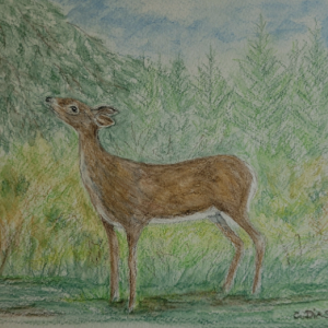 Drawing by and photo courtesy of Cynthia Dias. Drawing by and photo courtesy of Cynthia Dias.