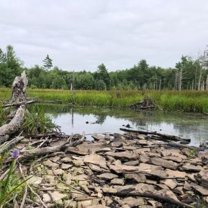 Some of the variety property monitors can expect to encounter, like Pickerelweed blooms in the expansive wetland at Midcoast Conservancy’s EarthSong Sanctuary, in Somerville and Washington, Maine.