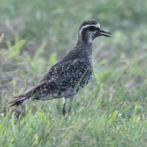 American golden-plovers, like this adult still showing some vestiges of breeding plumage photographed in fall on Aruba, are strong flyers that travel incredible distances from north to south each fall and back in the spring. An individual banded in Utqiagvik (formerly Barrow), Alaska, in June 2009 was found thousands of miles away on the island of Aruba (off the northern coast of South America) in October 2009. Courtesy of Michiel Oversteegen www.birdwatchingaruba.com