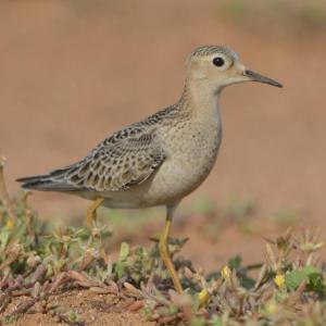 The pigeon-like head and large, dark eye, and buffy breast and yellow legs are distinctive among North American sandpipers.Courtesy of Michiel Oversteegen The pigeon-like head and large, dark eye, and buffy breast and yellow legs are distinctive among North American sandpipers. Courtesy of Michiel Oversteegen