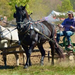 Tilling the soil with horsepower. (Photo by Lynda Clancy)