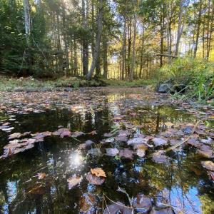 Castner Brook in Damariscotta. Courtesy of Costal Rivers