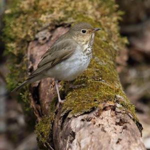 The spring peeper-like song of Swainson's thrush migrating overhead at night are a signature sound of fall in Maine. Photo by Cephas, courtesy of wikimedia commons