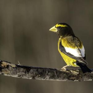 This evening grosbeak was photographed in northern Minnesota. Note the large bill and bright yellow body. Photo courtesy of Lauri Shaull, wikimedia commons
