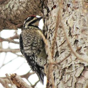 Yellow-bellied sapsuckers have been appearing around the authors' neighborhood during this fall migration, though not as many as were counted flying to the mainland from Cousin’s Island in Yarmouth in the fall of 2011 - that total reached 358! Yellow-bellied sapsucker photo courtesy of Jeff Wells Yellow-bellied sapsuckers have been appearing around the authors' neighborhood during this fall migration, though not as many as were counted flying to the mainland from Cousin’s Island in Yarmouth in the fall of 2011 - that total reached 358! (Yellow-bellied sapsucker photo courtesy of Jeff Wells)