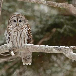 Photo by Robert Mitchell