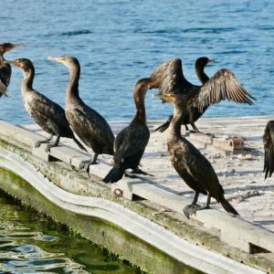 Photo by Robert Mitchell