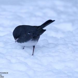 Juncos were seen in good numbers in our section of the Augusta Christmas Bird Count. Courtesy of David Small
