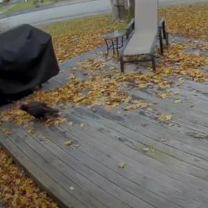 This turkey vulture was caught on the security cam at a friend's home in the authors' neighborhood. Courtesy of Jason Hudson