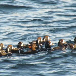Harlequin duck was among the species highlights for this year's Matinicus Island CBC, although the view wasn't as good as in this photo, taken a few years ago from Two Lights State Park in southern Maine. Courtesy of Jeff Wells