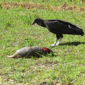 A black vulture partakes of what, to them, is a classic Florida meal: an expired armadillo. (Photo courtesy of Allison Wells)