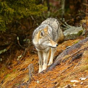 Photo by Robert Mitchell