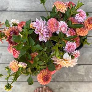 Dahlias. Erica Berman photo