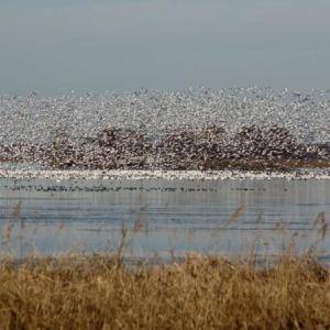 Hundreds of tundra swans take flight at Lake Mattamuskeet at Mattamuskeet National Wildlife Refuge in North Carolina. The bulk of the population now winters in North Carolina. Photo by Michelle Moorman, courtesy USFWS.