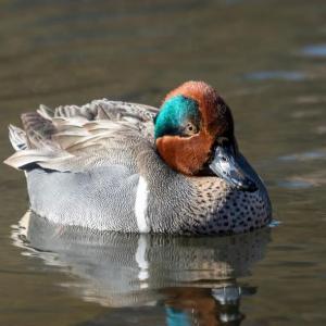 This handsome duck with a rufous and green head does not carry the name "duck" and instead is known as the green-winged teal. Photo by Rhododendrites courtesy of Wikimedia Commons