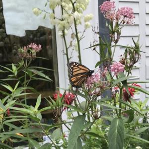 Monarch butterfly in Wiscasset Library's Children’s Garden. Emily Adler pho