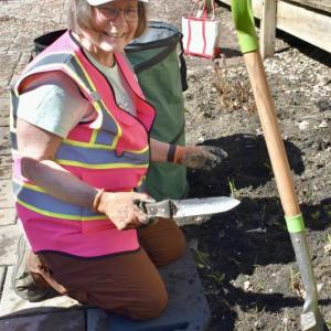 Digging in – Shelia Scott, Garden Club of Wiscasset president at work in a flower bed in the courtyard of Wiscasset Green. PHIL DI VECE/Wiscasset Newspaper  