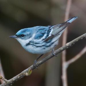 Cerulean warblers show up in Maine only as a rare migrant, but they can be found in summer as close as western Massachusetts. Photo by mdf, courtesy of Wikimedia Commons.