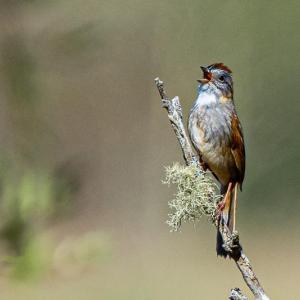 Several species of sparrow, such as this Swamp sparrow, can be spotted at Salt Bay Farm in Damariscotta. Photo courtesy of Walt Barrows 