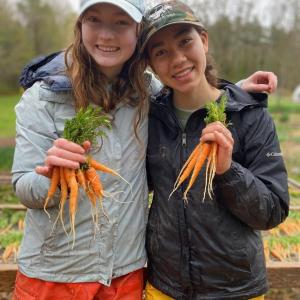 Gloria Kuzmenko Latimer and Sophia Lloyd George, volunteers on the farm harvesting carrots. Erica Berman photo