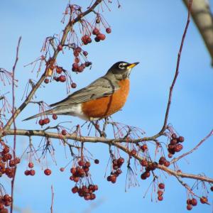 American robins are very adaptable when it comes to finding a meal. In winter, they'll eat berries and other dried fruits. Photo courtesy of Jeff Wells