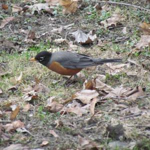 Many of us have seen robins listening and watching for earthworms in the yard, like this one is doing. This food source has become widely available since nonnative earthworms were brought in to northern North America since European colonizers arrived on the continent. (Photo courtesy of Jeff Wells)