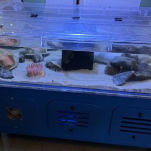 exhibit ecosystem 