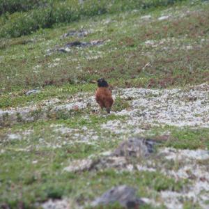 The adaptability of American robins has allowed them to range over much of the North American continent. This one was thriving in the treeless expanse of the Ungava Peninsula of northern Quebec. (Photo courtesy of Jeff Wells)