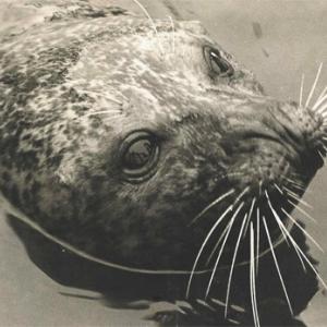 Andre the seal, home in Rockport. Courtesy of the Camden Opera House