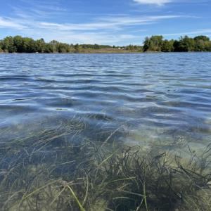 Beds of eelgrass wave gently in the current in Great Salt Bay. This humble plant plays an outsized role in storing carbon, reducing storm surge, and creating nursey habitat for fish and shellfish. Courtesy of Coastal Rivers
