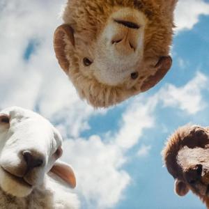 "The Sheep Detectives" opens at the Lincoln Theater July 31. Courtesy of the venue
