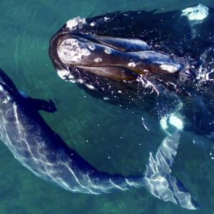 right whales