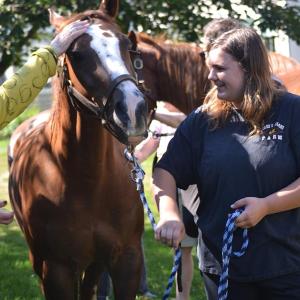 Horses